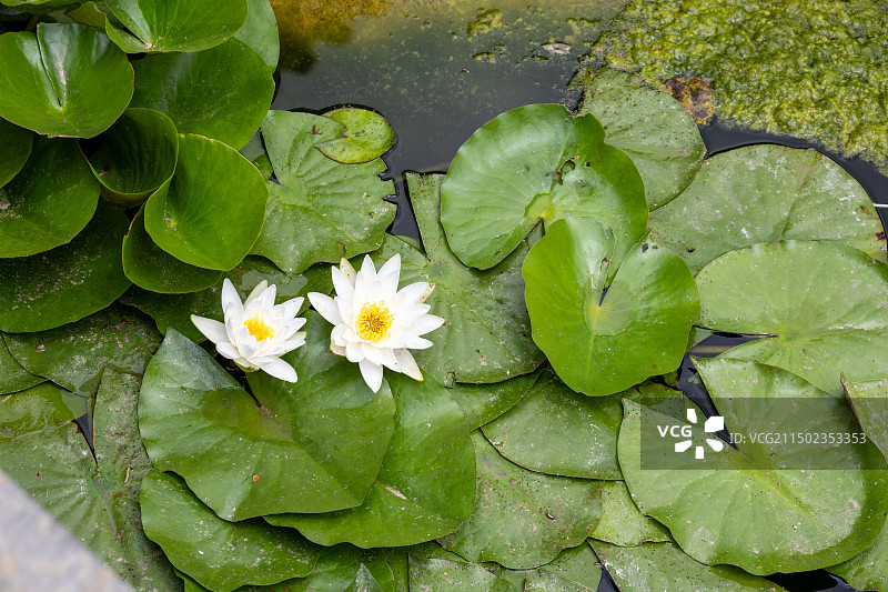 山东济南学府文庙大成殿黄瓦古建筑金鱼莲花石榴图片素材