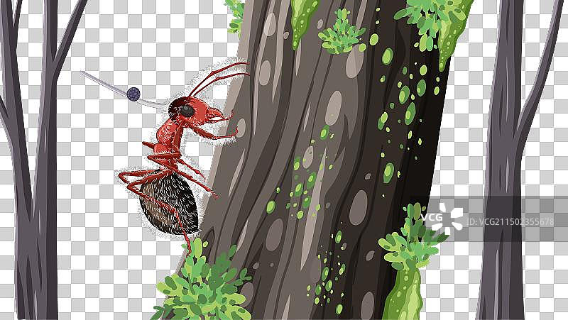 冬虫夏草菌在树上行走的蚂蚁图片素材