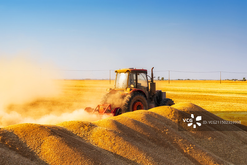 黄河岸边，夏季，二十四节气，芒种，传统，金色小麦，生态农业，中原粮仓，堆放，粮食，收割机，繁忙，灰尘图片素材
