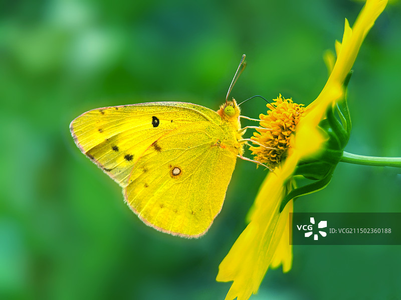 绿背景下黄色菲粉蝶图片素材