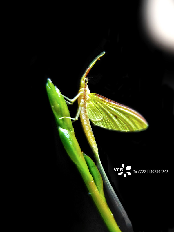 向往~蜉蝣图片素材