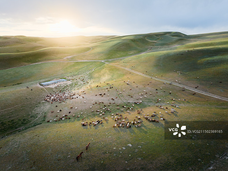 新疆库尔德宁草原牧场牧羊全景图片素材