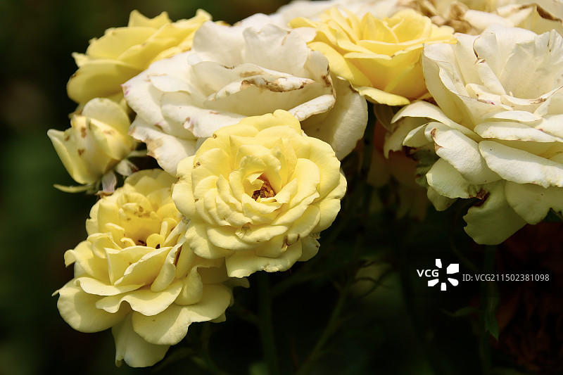 黄蔷薇图片素材