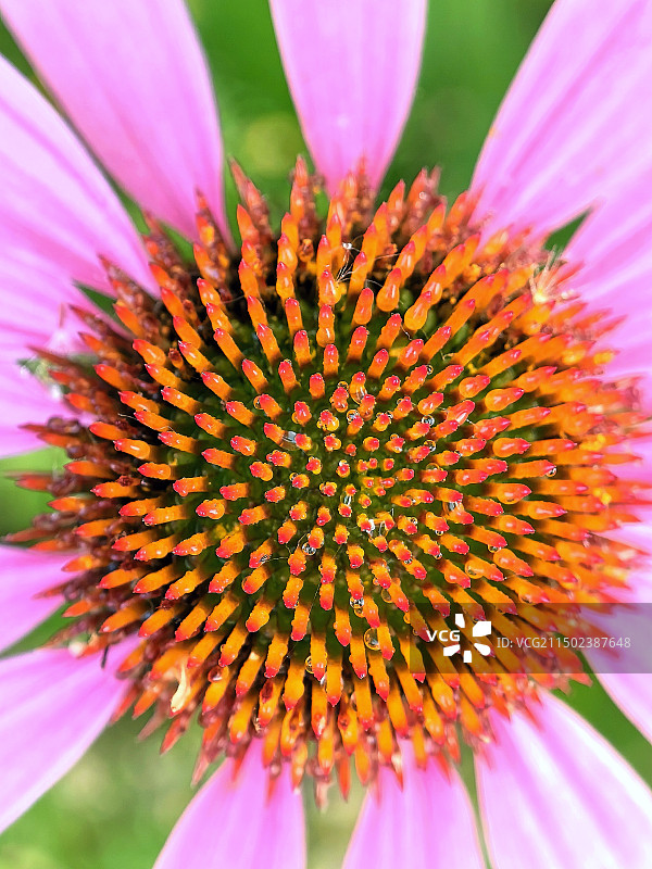 粉红色松果菊特写镜头图片素材