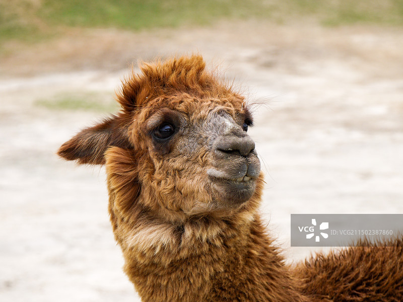 羊驼的特写镜头图片素材