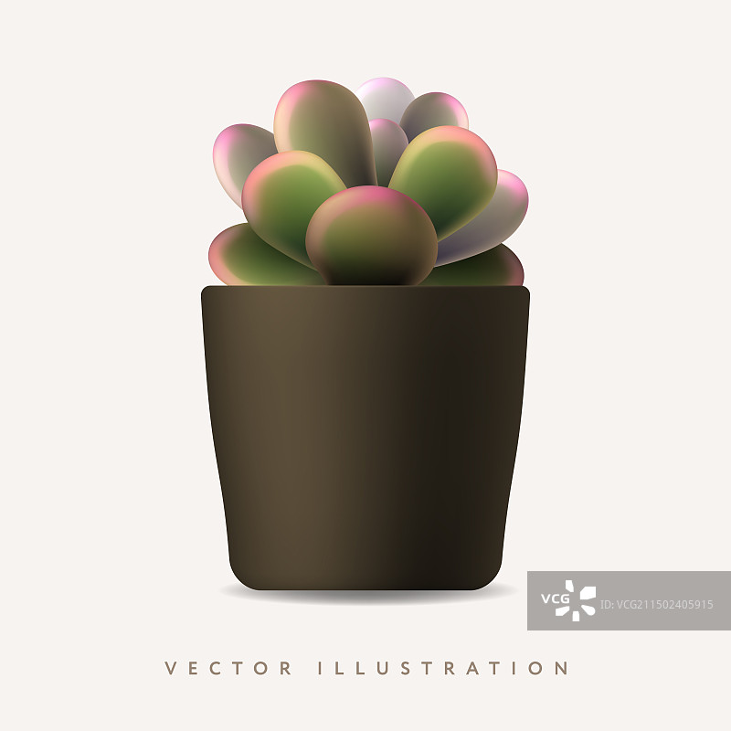 逼真的多肉植物图片素材