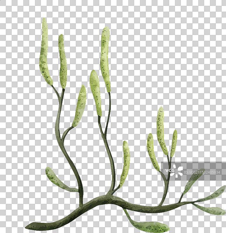 石松水彩草图图片素材