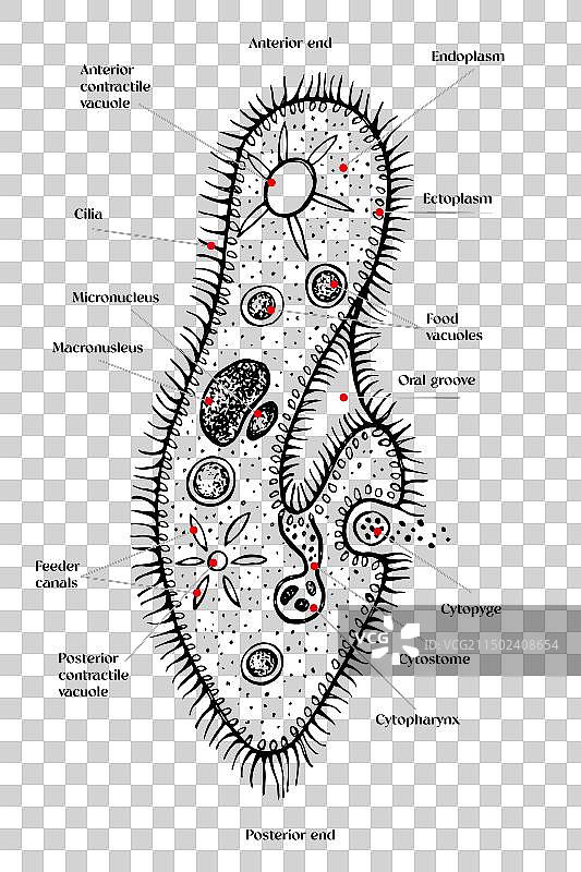 手绘尾草履虫图片素材