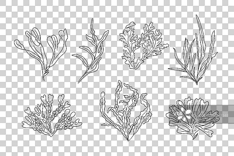 不同海藻的单色涂鸦套装图片素材