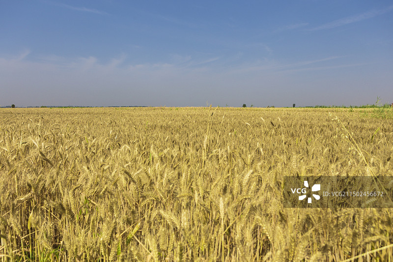 农业三夏河南麦收金黄麦田小麦麦浪麦子麦穗图片素材