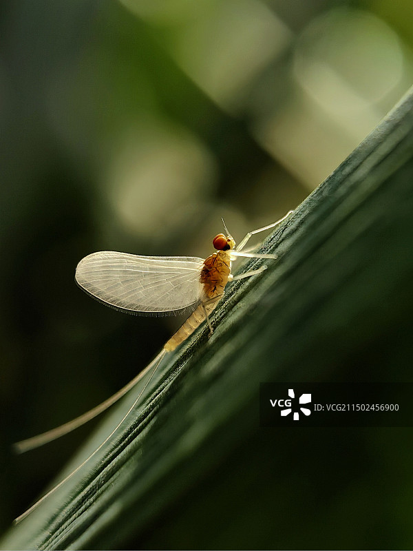一生只享受一次晨光的蜉蝣图片素材