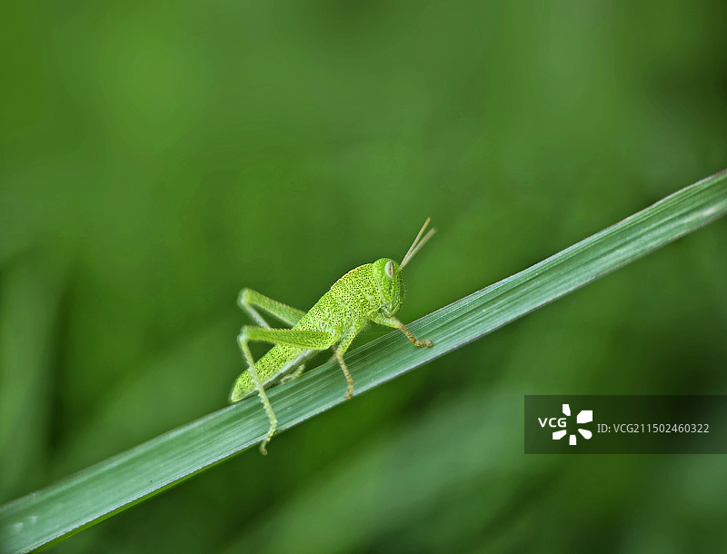 蚱蜢图片素材