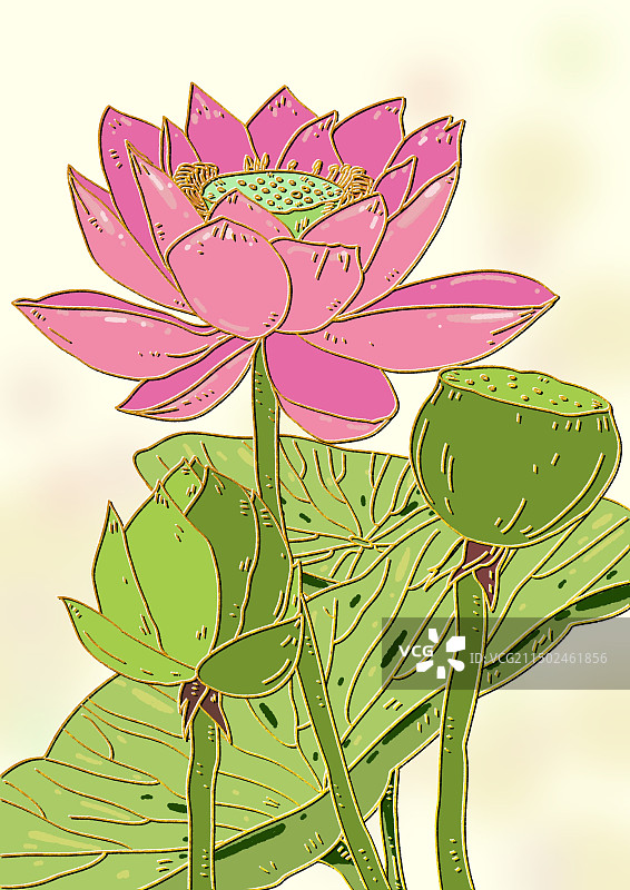 美丽的荷花图片素材