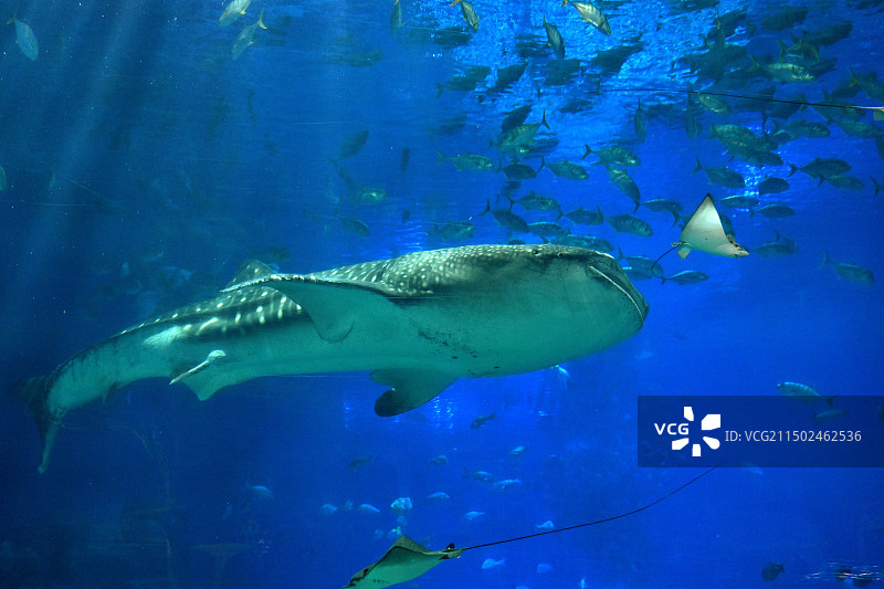 鲸鲨图片素材