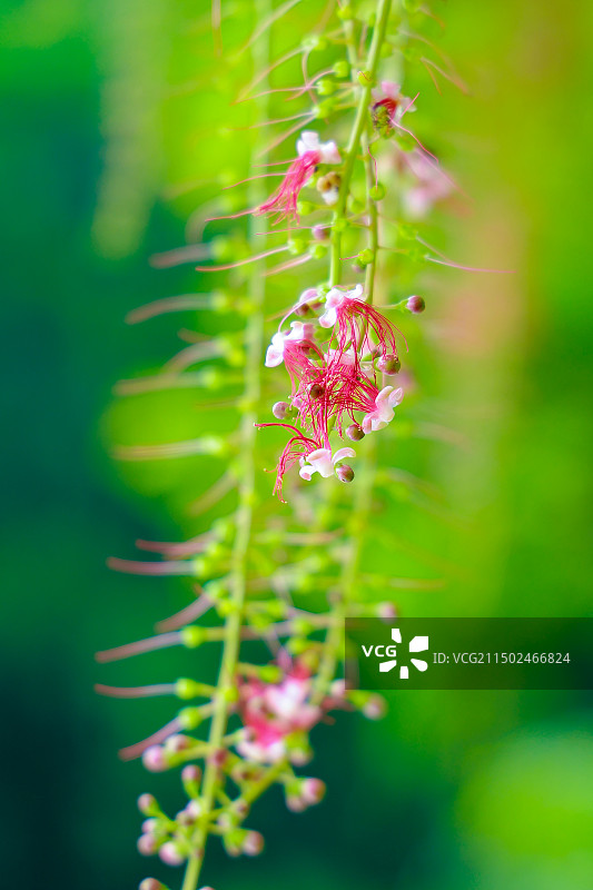 玉蕊花图片素材