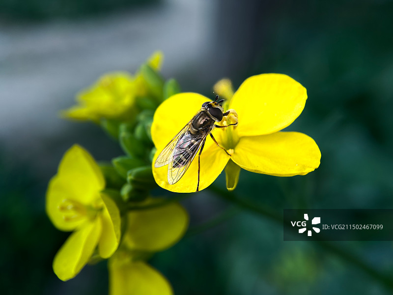 食蚜蝇（学名：Scaeva pyrastri），双翅目食蚜蝇科动物。图片素材