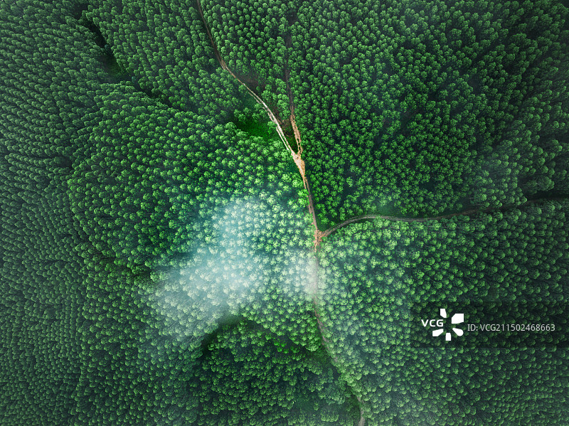 速生桉之林图片素材