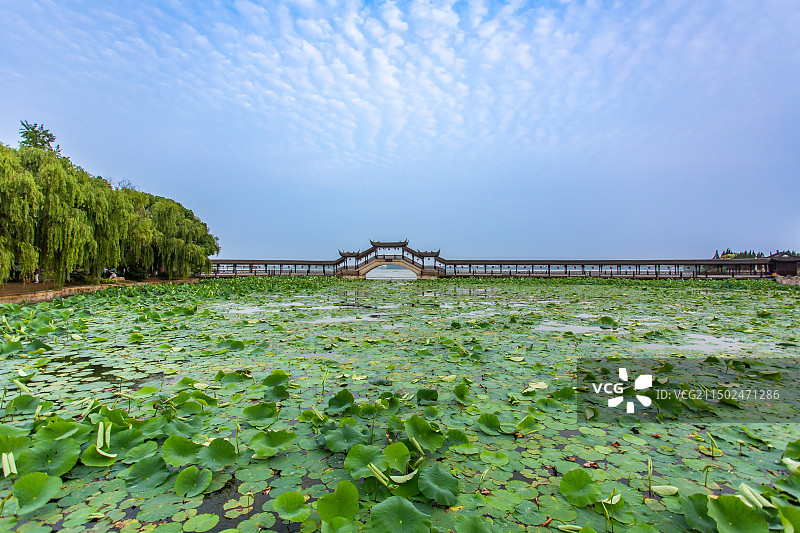 中国4A级旅游景区锦溪古镇荷花池及古莲桥图片素材