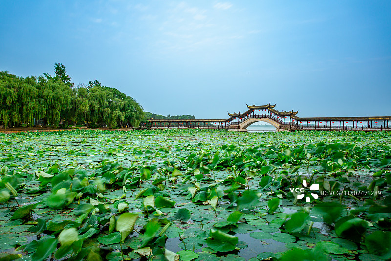 中国4A级旅游景区锦溪古镇荷花池及古莲桥图片素材