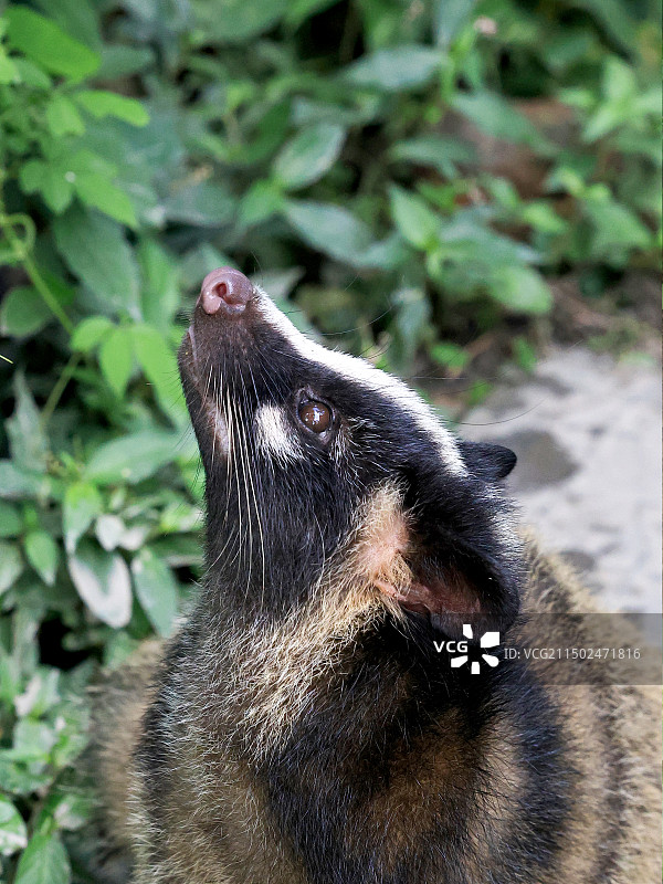 果子狸图片素材