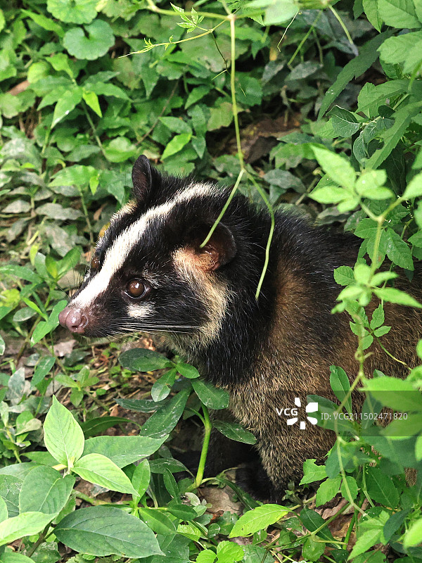 果子狸图片素材