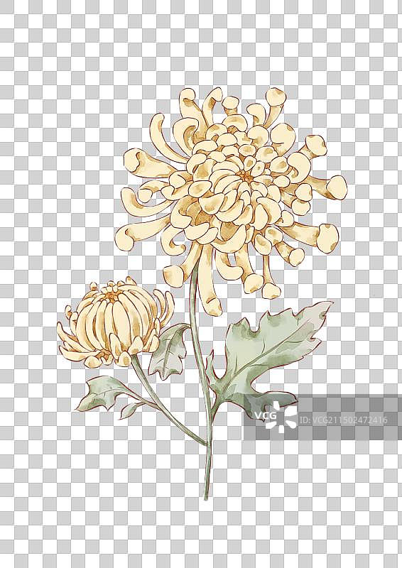 菊花 十二月份代表花 免抠图片素材