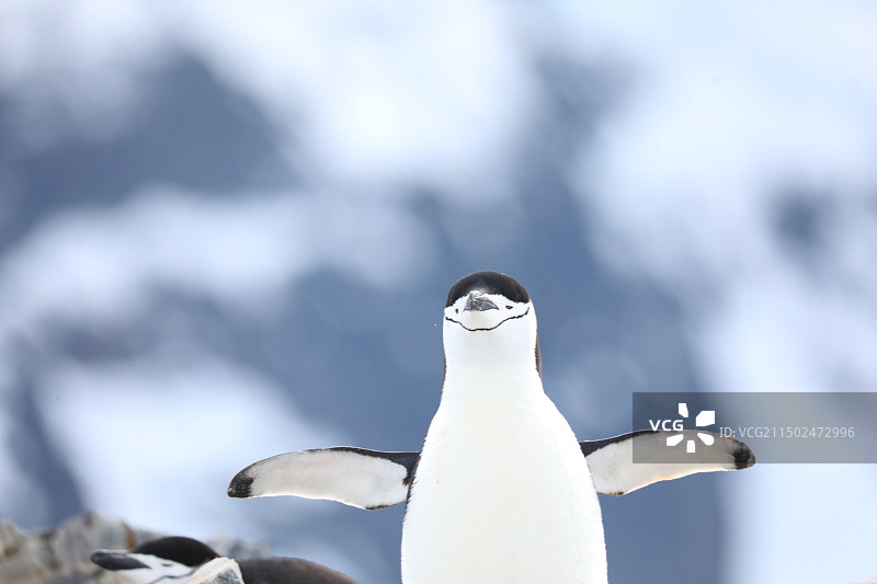 帽带企鹅图片素材