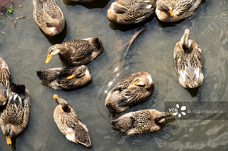 湖南长沙，水中嬉戏的麻鸭图片素材