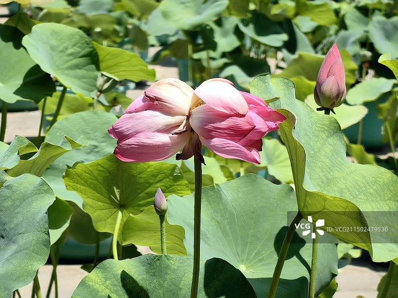 北京莲花池公园的并蒂莲图片素材
