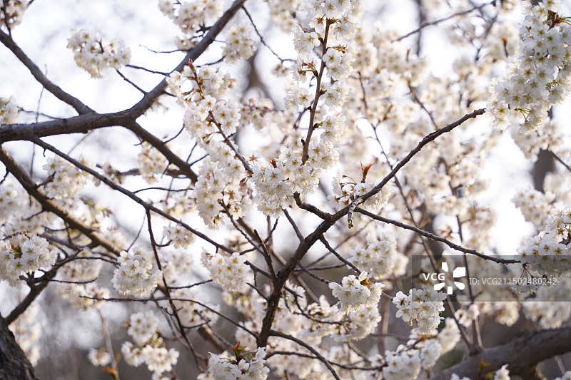 邯郸丛台公园樱花图片素材
