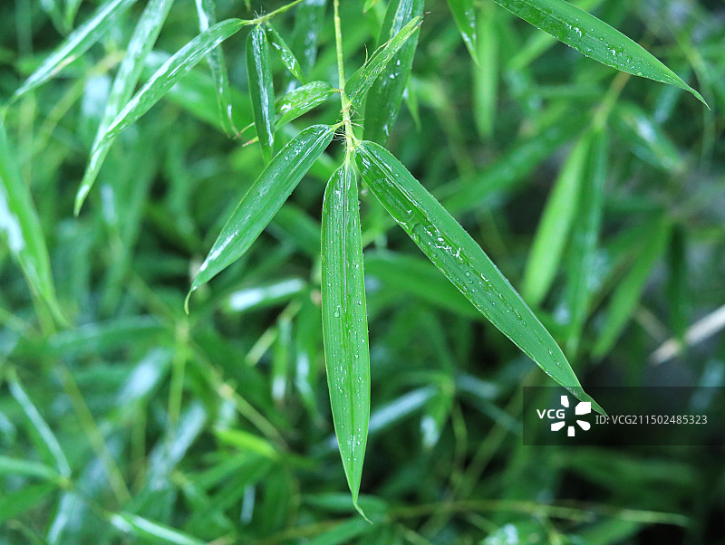 夏天雨后沾满水滴的绿色竹叶图片素材