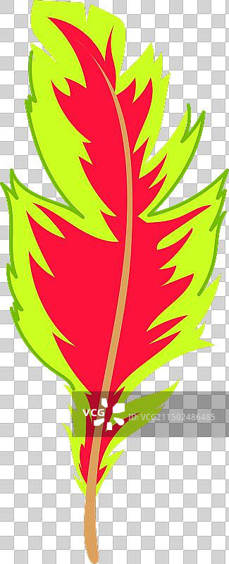 异国情调的卡通鹦鹉羽毛图片素材