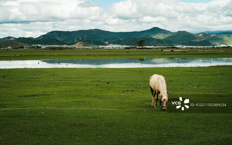 夏季纳帕海/伊拉草原上吃草的白马图片素材