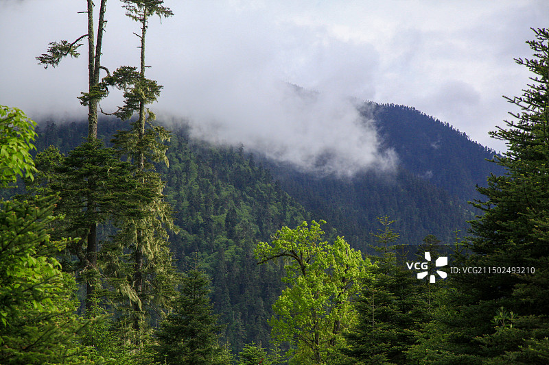 西藏林芝县“南伊沟”景区风光图片素材