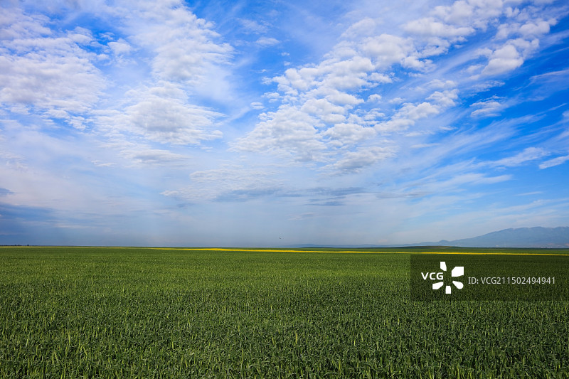 蓝天白云下绿油油的麦田图片素材