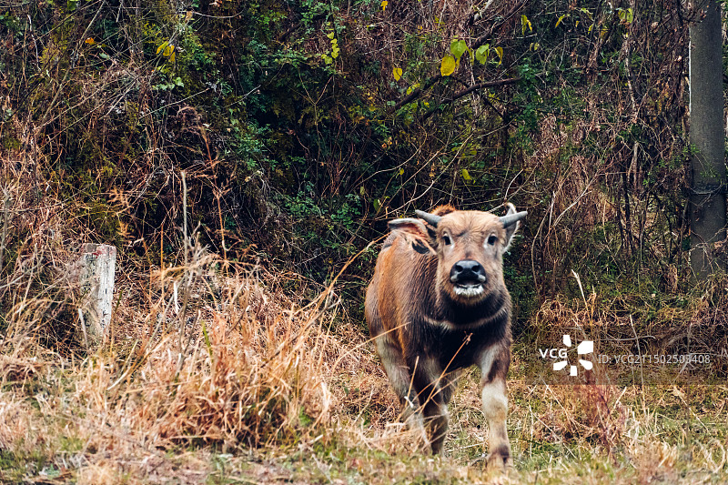牛犊小牛乡村田野动物图片素材
