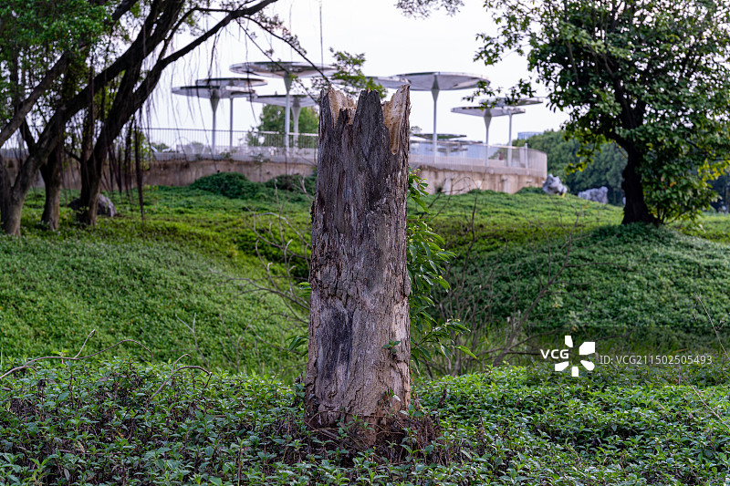 枯树桩在草地里的特写图片素材