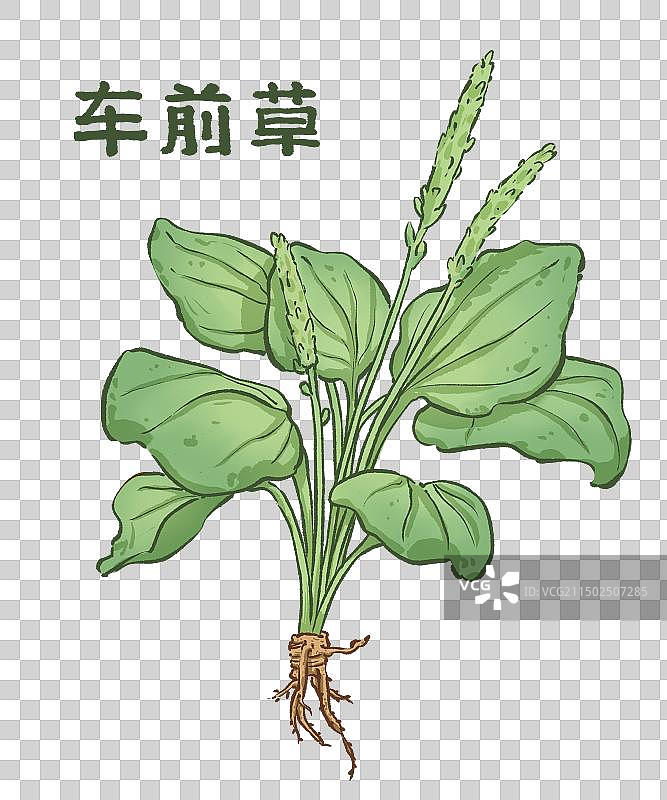 中医药材植物车前草元素图片素材