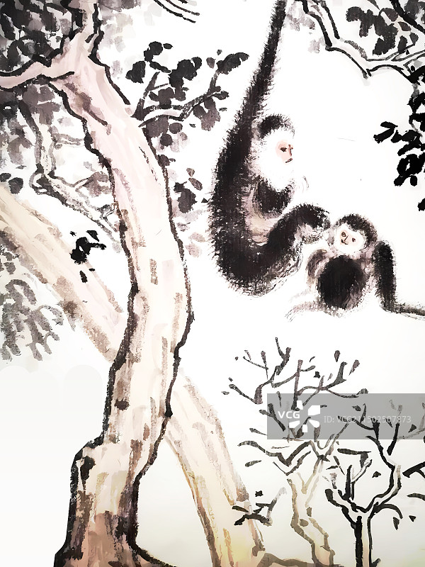 猿猴在白色背景下的树特写镜头图片素材