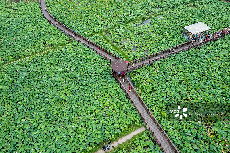 成都新律千亩荷塘荷花图片素材