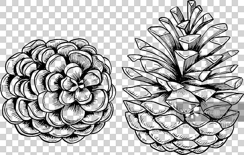 松果素描图片素材