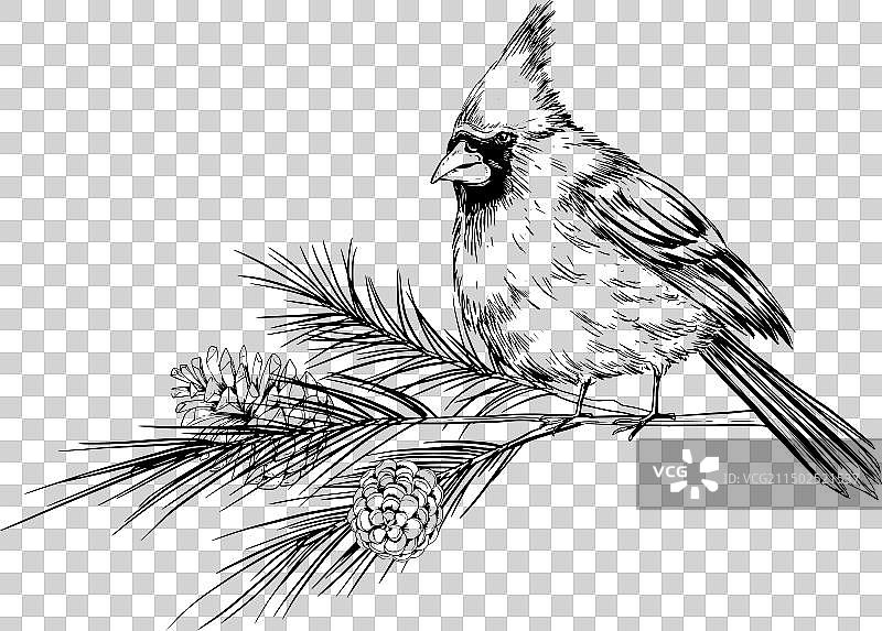 树枝上的红色主教鸟素描图片素材