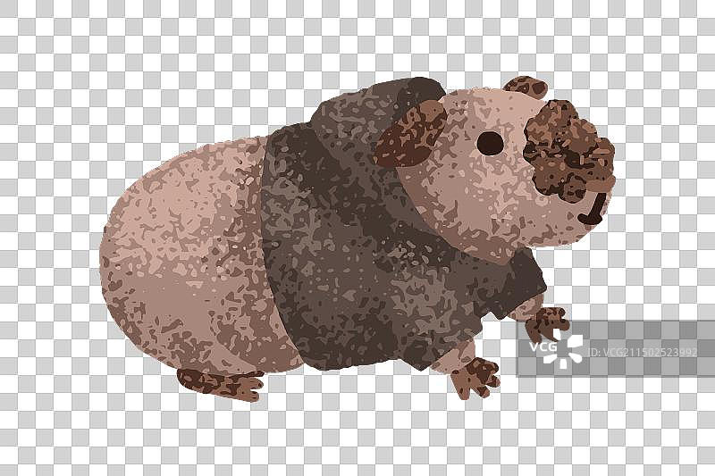 连帽衫豚鼠可爱豚鼠搞笑卡哇伊图片素材