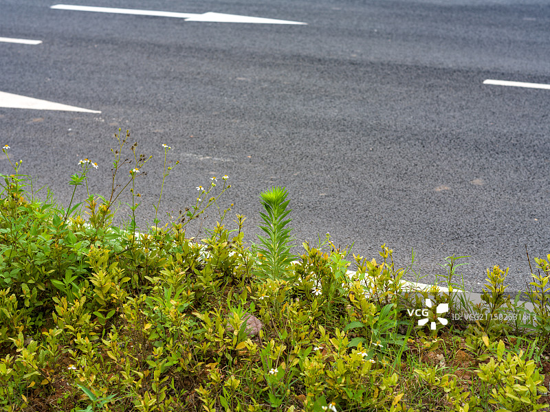 道路上植物的高角度视图图片素材