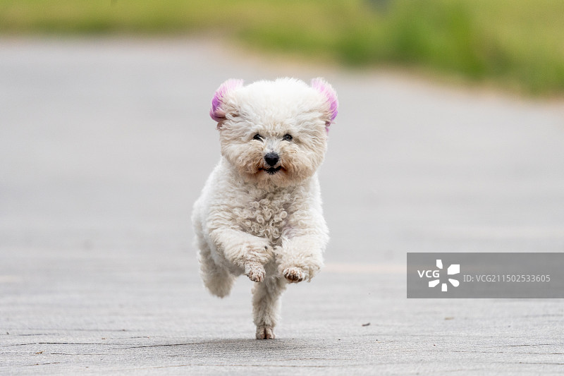 一只奔跑中的白色博美宠物犬图片素材