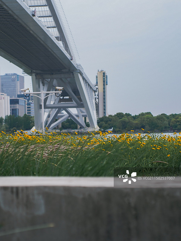 上海卢浦大桥下的滨江绿化图片素材