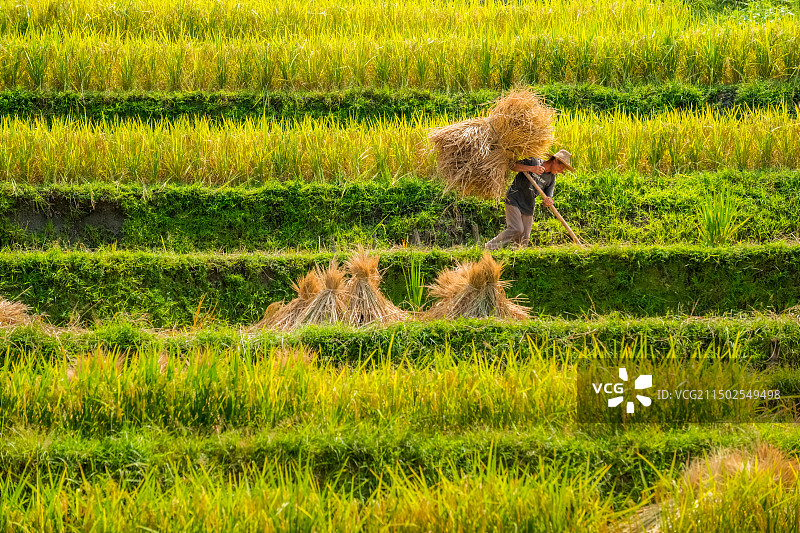 湖北省通山县收割稻谷的农民图片素材