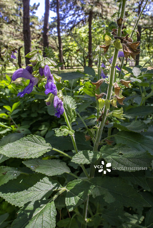 一株丹参的茎、叶和花图片素材