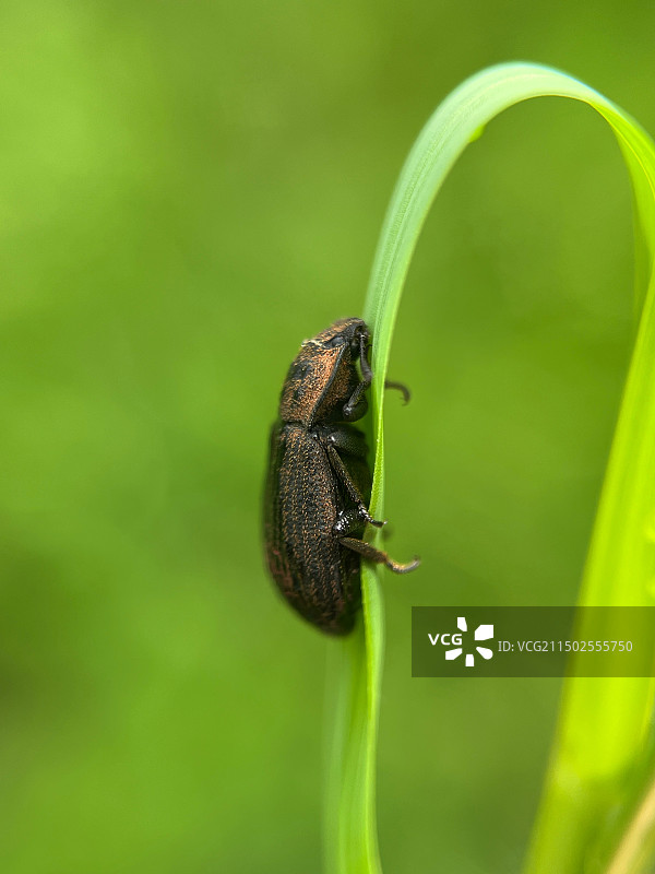 绿色世界的昆虫图片素材