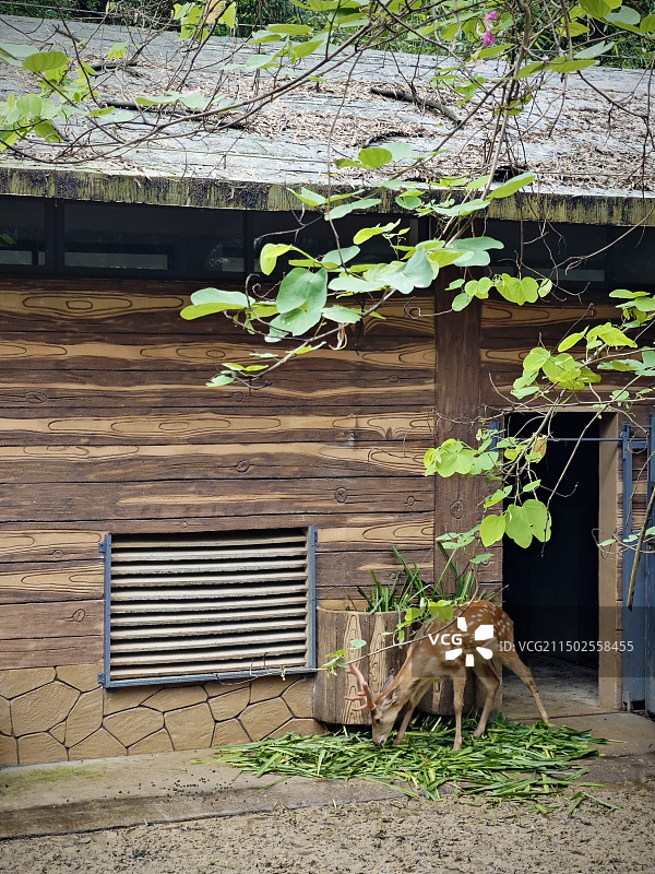 动物园里的小鹿图片素材